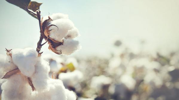 خاصیت کشسانی پلی استر پنبه